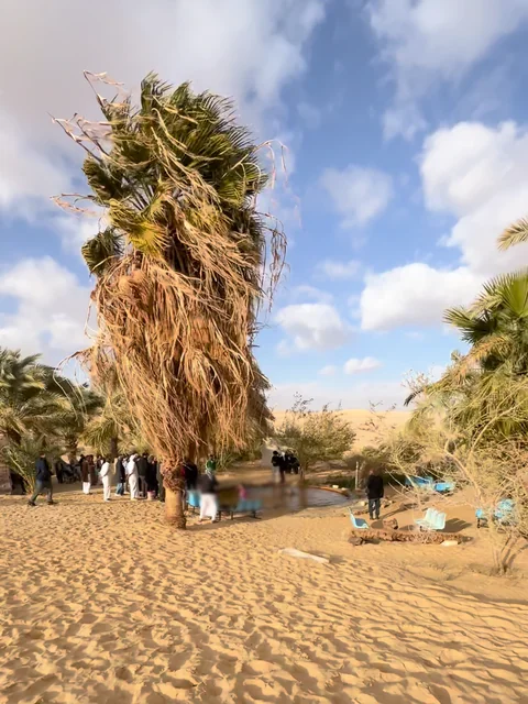 نخلةٌ تهزّها الريح فوق بركة ماء دافئ بين الكثبان في بير واحد.